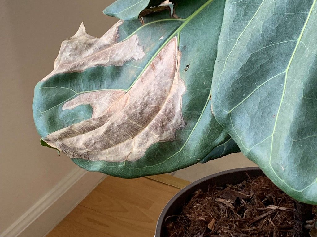 A fiddle leaf fig leaf with a large pale tan sunburn patch from too much direct light.