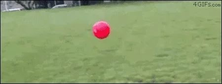 boston terrier running and crashing into a ball