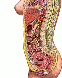 pregnant woman gif baby belly pregnancy development