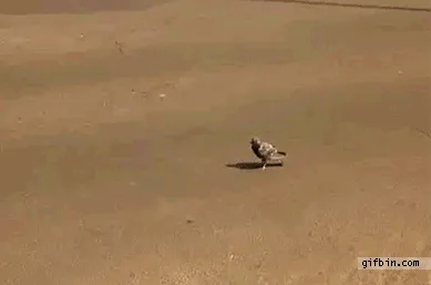Like I give a fuck standing your ground pidgeon
