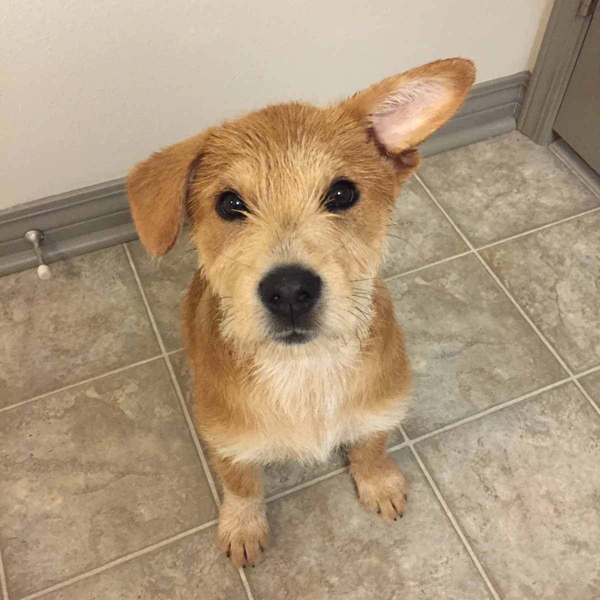 landing a client with a foster dog