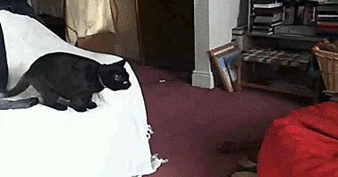 cat flopping into beanbag chair anxiety